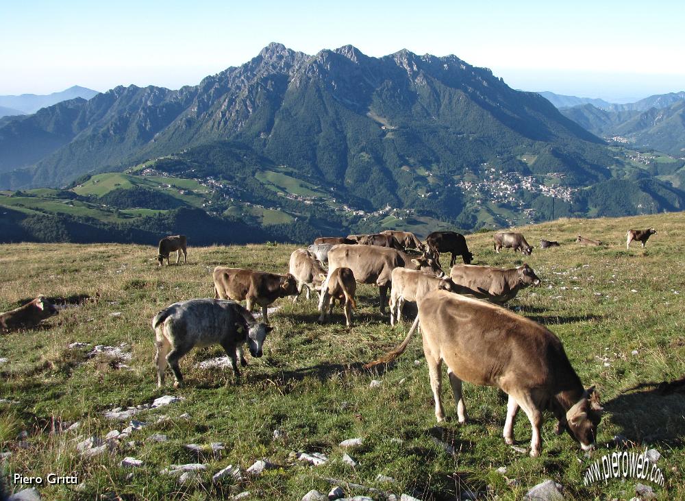 04 Loro, ...di casa in Alpe Arera.JPG
